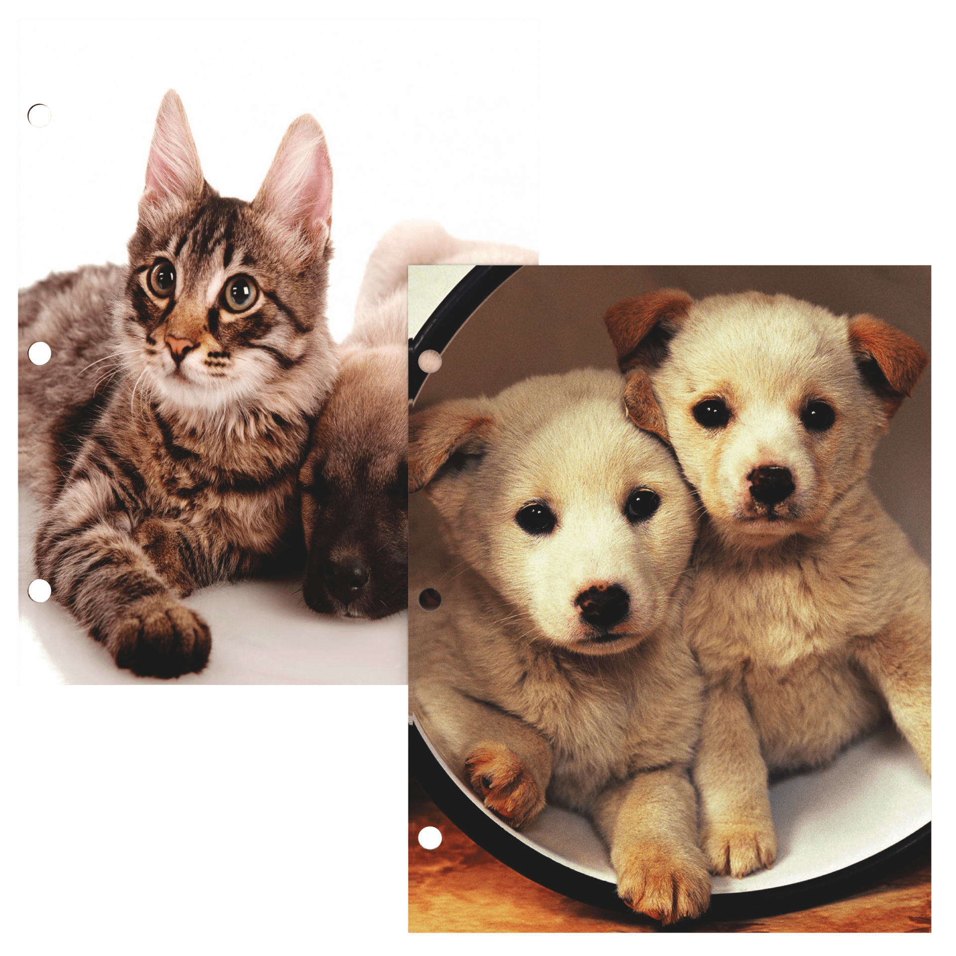 Cats & Dogs Themed Paper Pocket Binder Folders - Pocket Divider, 2-pocket Portfolio With Business Card Slots, Fits Standard 3-Ring Binder